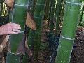 Moso Timber Bamboo / Phyllostachys heterocycla pubescens 